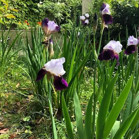 Pet-friendly Nel Centro Storico Di Apartamento