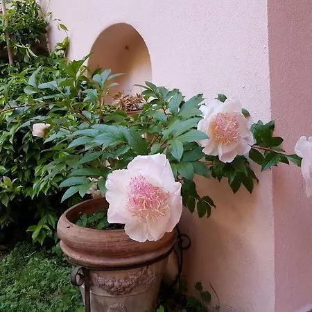 Pet-friendly Nel Centro Storico Di * Génova