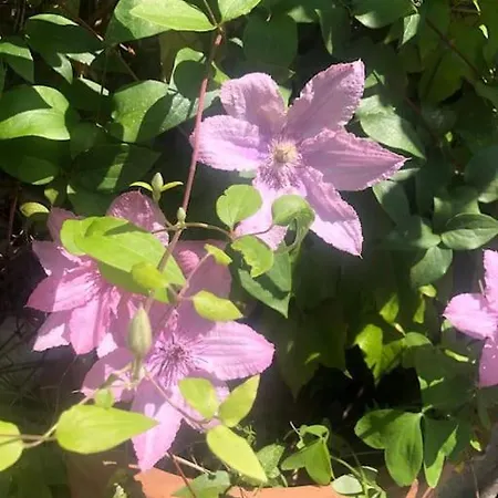 Pet-friendly Nel Centro Storico Di Apartamento *