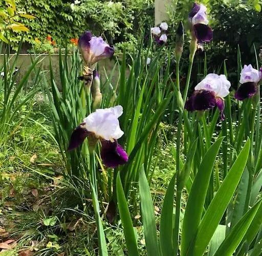 Pet-friendly Nel Centro Storico Di 아파트