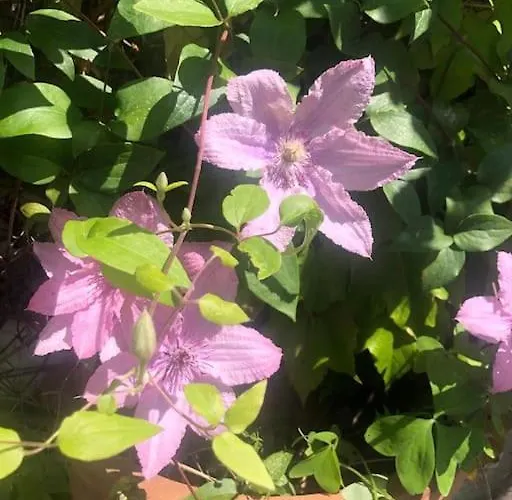 Pet-friendly Nel Centro Storico Di 아파트 *